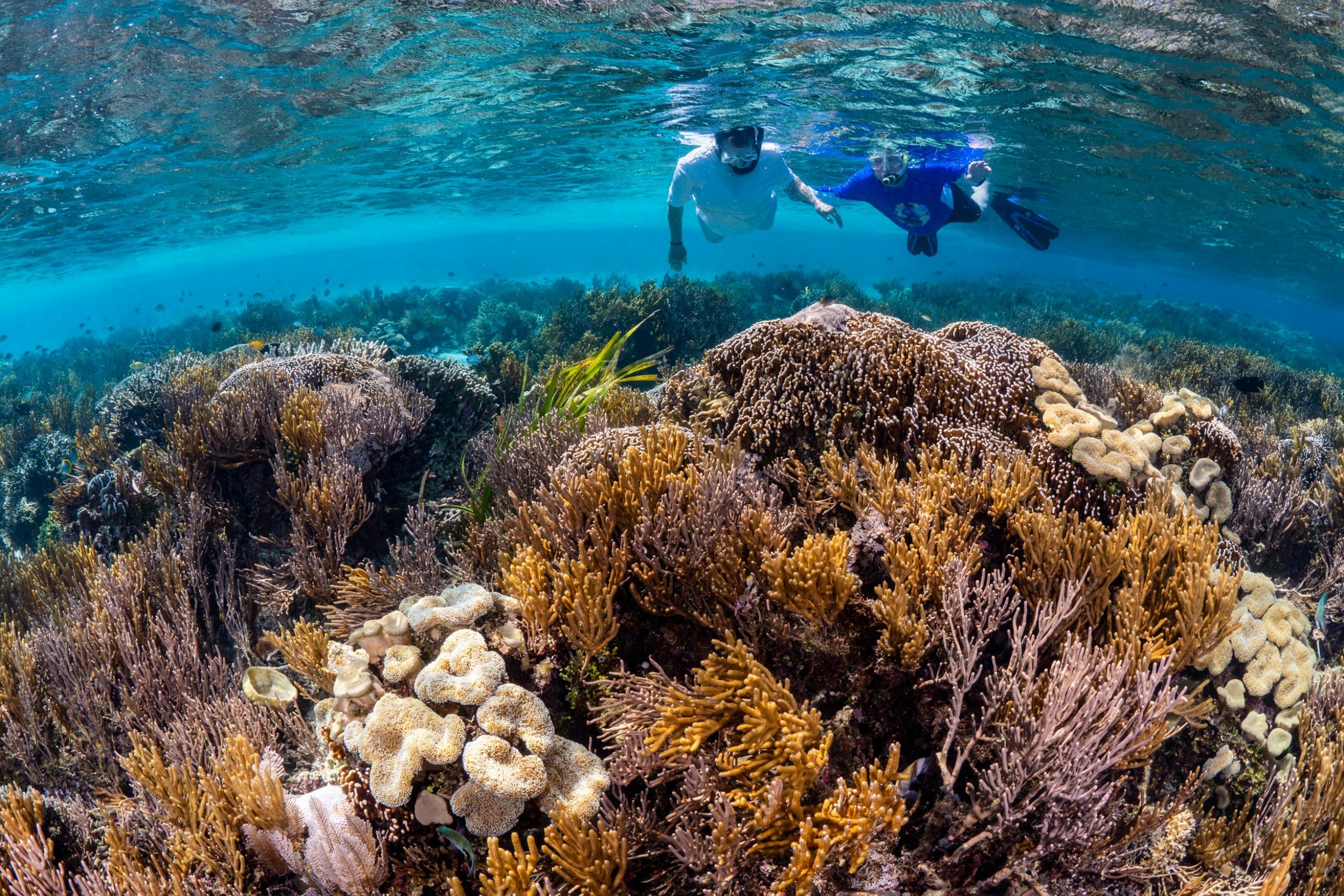 Snorkelling, Diving or Kitesurfing