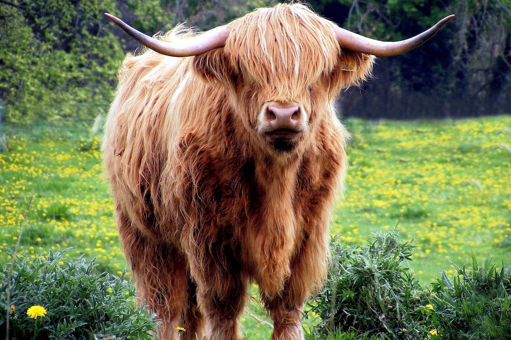 Scotland